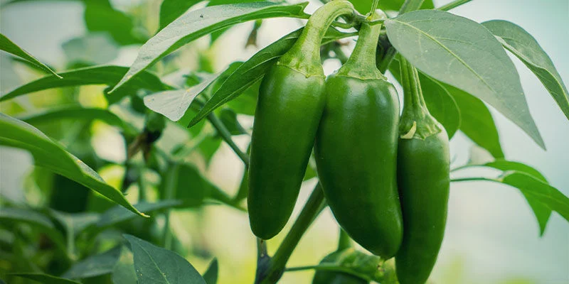 Jalapeno zaden