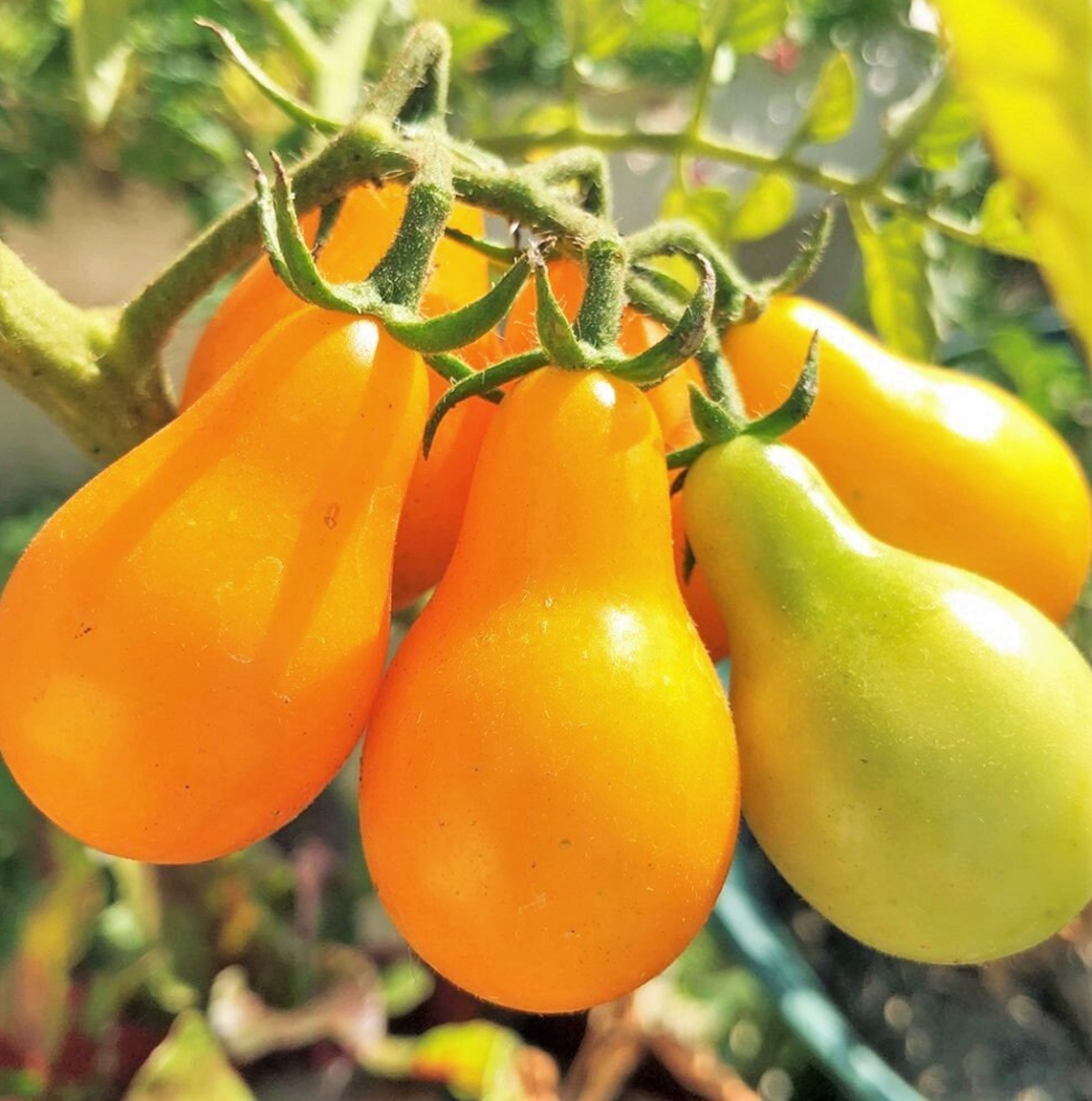 Yellow Pear Kerstomaatzaden - Afbeelding 2