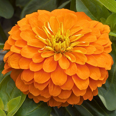 Zinniazaden Oranje dahliabloemen