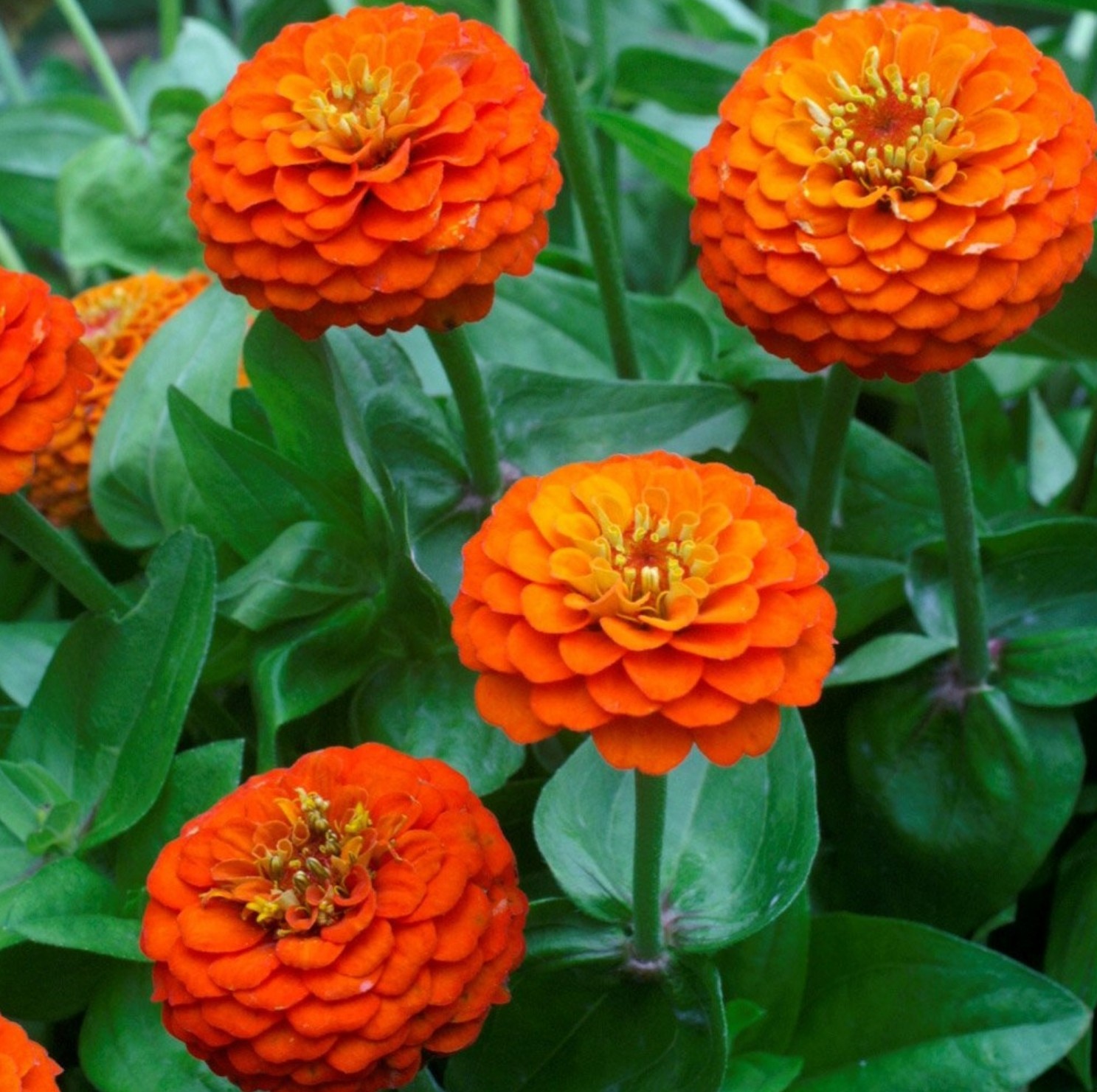 Zinniazaden Oranje dahliabloemen - Afbeelding 2