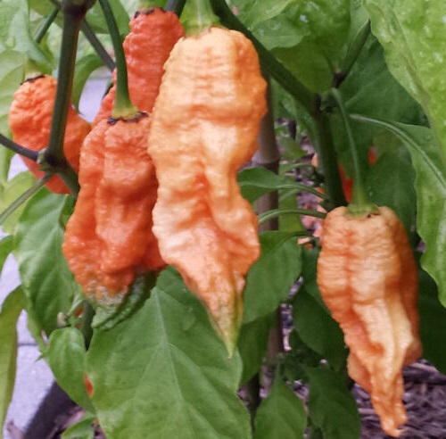 Ghost Pepper Classics Pack - Afbeelding 5