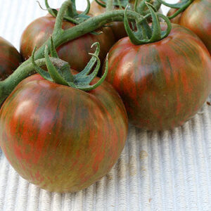 Black Zebra tomatenzaden