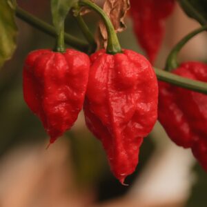 Bhut Naga Jolokia zaden (Ghost Pepper)