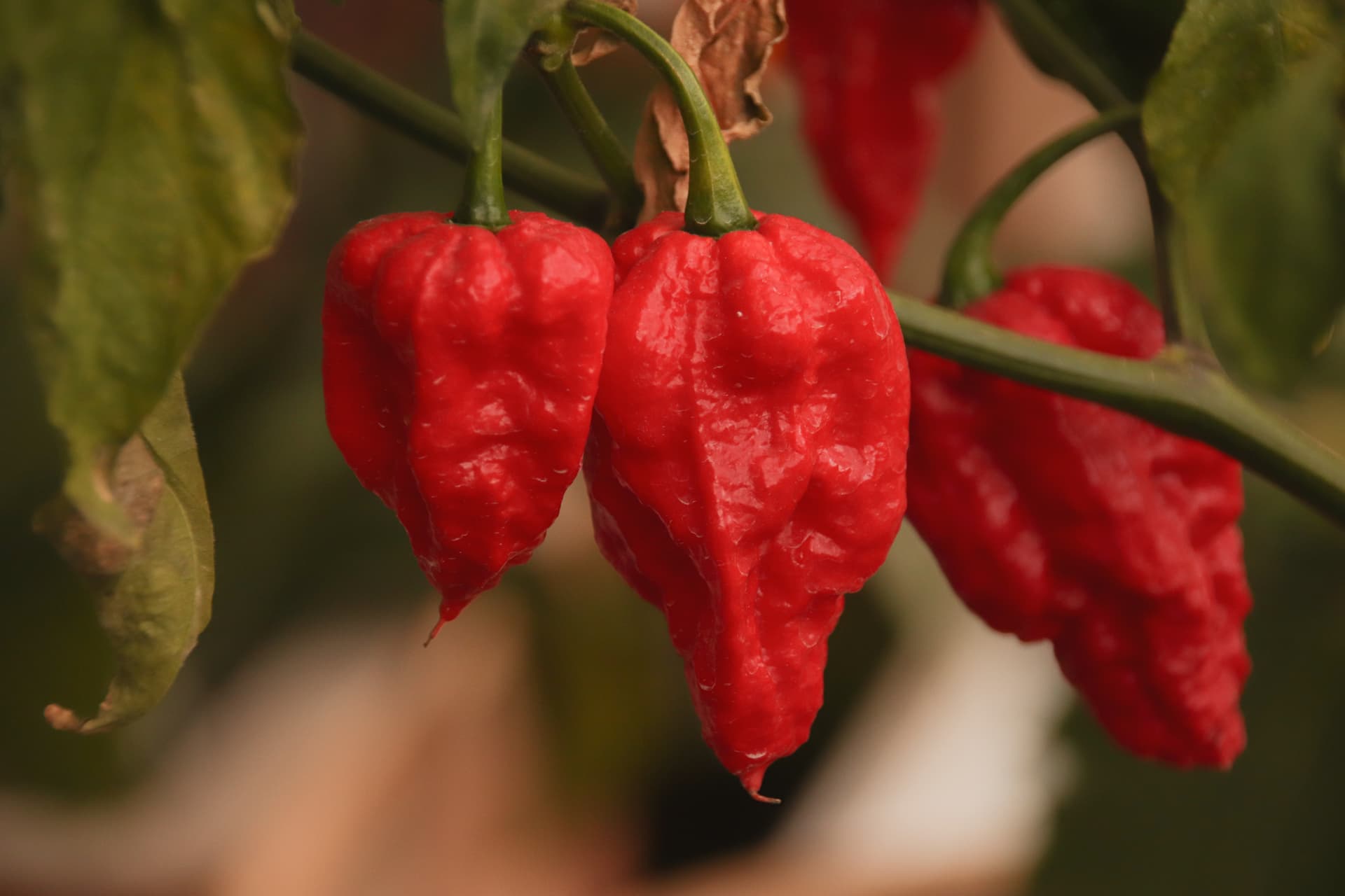 Bhut Naga Jolokia zaden (Ghost Pepper)