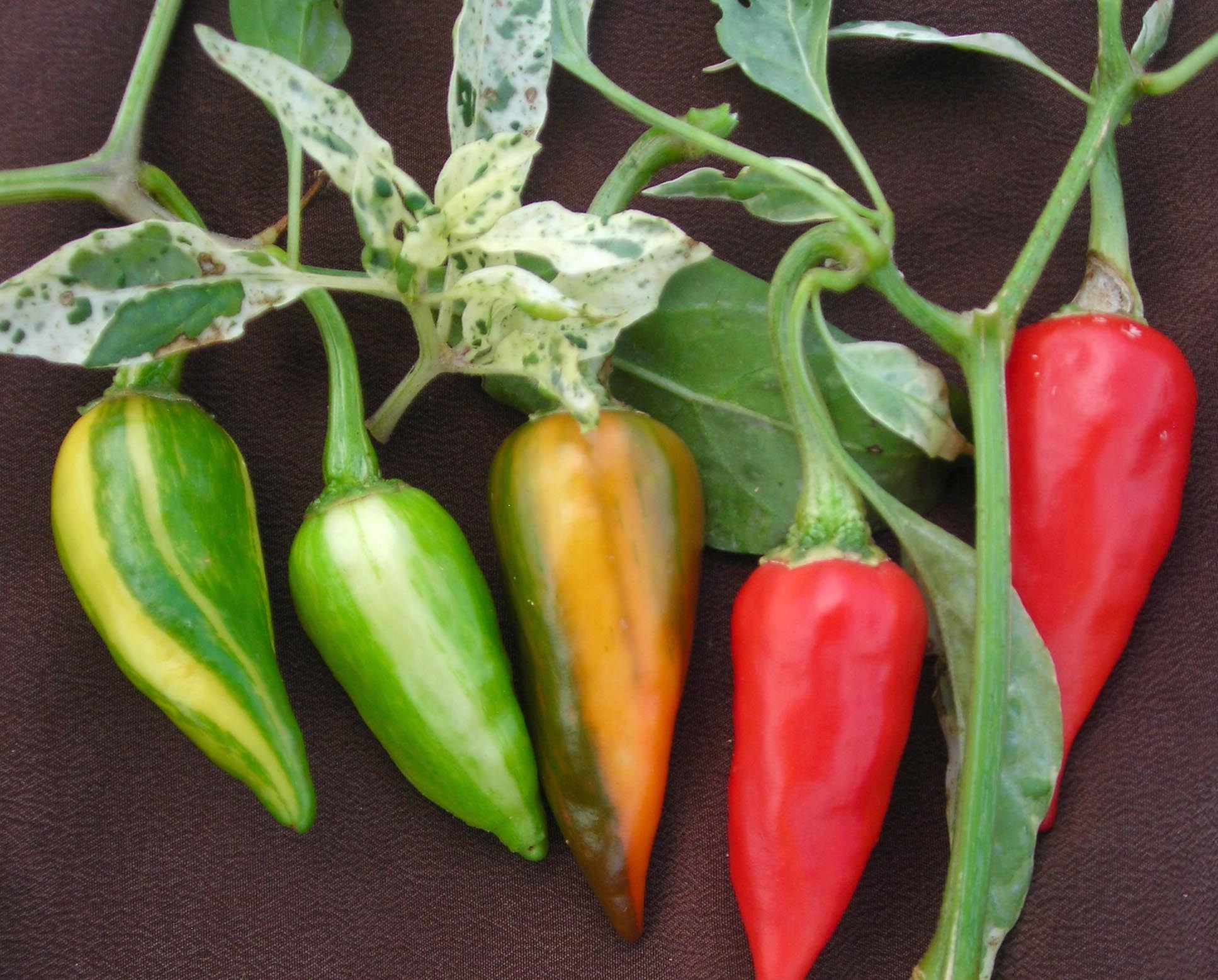 Fish pepper zaden - Afbeelding 2