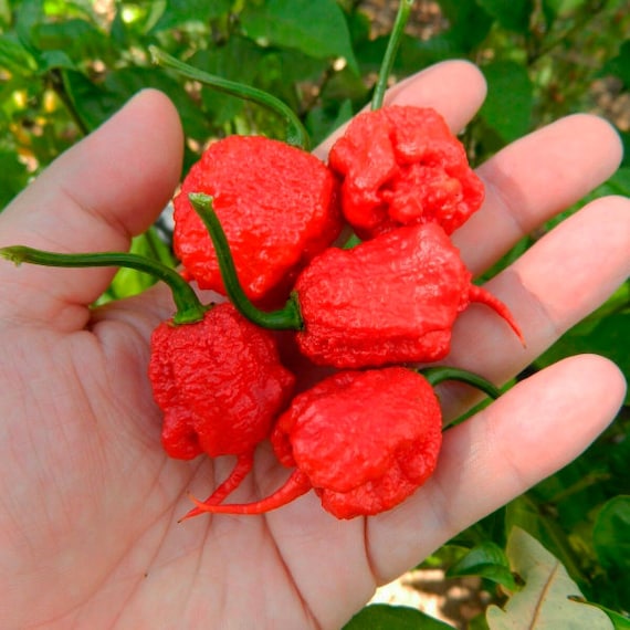 Carolina Reaper zaden - Afbeelding 3