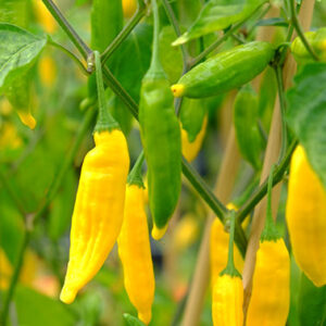 Aji Pineapple zaden