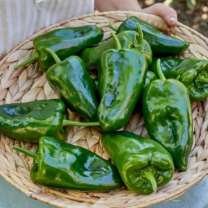Poblano zaden