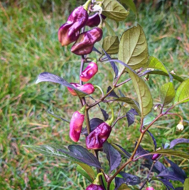 Pimenta de Neyde Trinidad Douglah - Afbeelding 2
