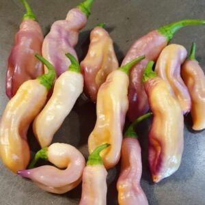 Pimenta de Neyde Trinidad Douglah