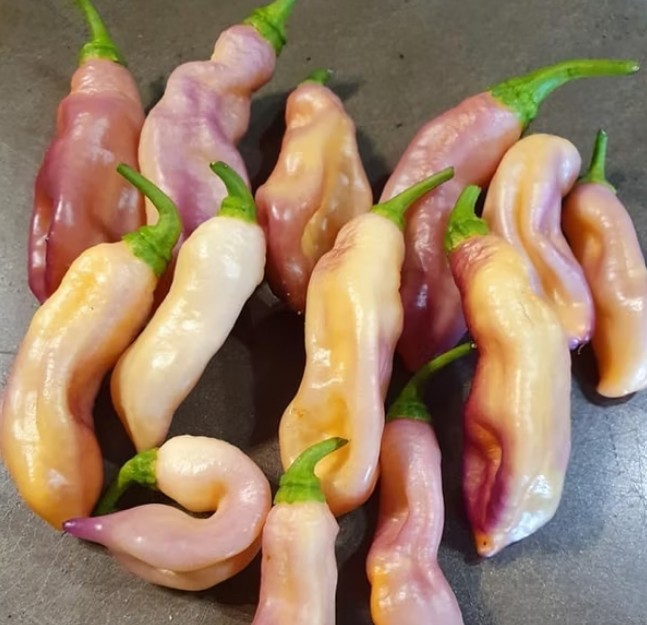 Pimenta de Neyde Trinidad Douglah