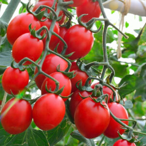 Principe Borghese tomaten zaden