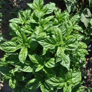 Basilicum Genovese
